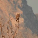 Saker Falcon reintroduction