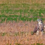 Bulgarian Saker Falcon Reintroduction Project