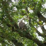 Saker Falcon reintroduction