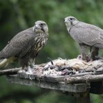 Saker Falcon reintroduction