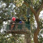 Saker Falcon reintroduction