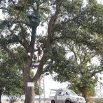 Saker Falcon reintroduction