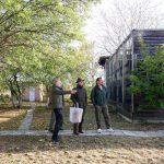 Saker Falcon reintroduction