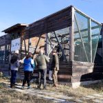 Bulgarian Saker Falcon Reintroduction Project