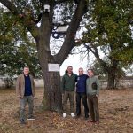 Bulgarian Saker Falcon Reintroduction Project