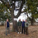 Saker Falcon reintroduction