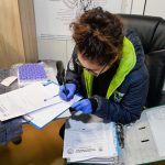 Saker Falcon reintroduction