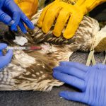 Saker Falcon reintroduction