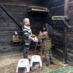 Saker Falcon reintroduction