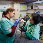 Saker Falcon reintroduction