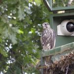 Saker Falcon reintroduction