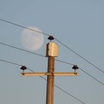 Preventing raptor electrocution at power lines in Mongolia