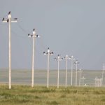 Preventing raptor electrocution at power lines in Mongolia