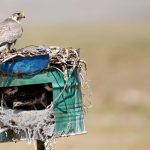 Preventing raptor electrocution at power lines in Mongolia