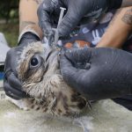 Preventing raptor electrocution at power lines in Mongolia