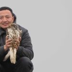 Preventing raptor electrocution at power lines in Mongolia