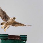 Preventing raptor electrocution at power lines in Mongolia