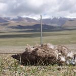 Preventing raptor electrocution at power lines in Mongolia