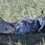 Preventing raptor electrocution at power lines in Mongolia