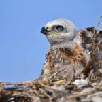 Preventing raptor electrocution at power lines in Mongolia