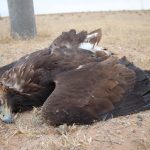 Preventing raptor electrocution at power lines in Mongolia