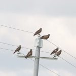 Preventing raptor electrocution at power lines in Mongolia