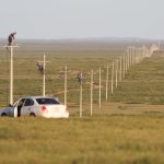 Preventing raptor electrocution at power lines in Mongolia