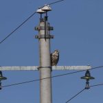 Preventing raptor electrocution at power lines in Mongolia