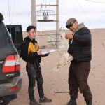 Preventing raptor electrocution at power lines in Mongolia