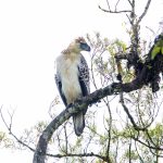 Philippine Eagle Translocation Project