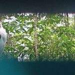 Philippine Eagle Translocation Project