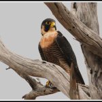 Peregrine Falcons