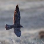 Peregrine Falcons