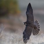 Peregrine Falcons