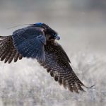 Peregrine Falcons