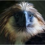 Philippine Eagle Translocation Project