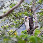 Philippine Eagle Translocation Project