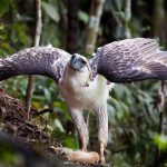 Philippine Eagle Translocation Project