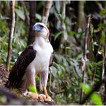 Philippine Eagle Translocation Project