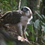 Philippine Eagle Translocation Project