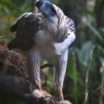 Philippine Eagle Translocation Project