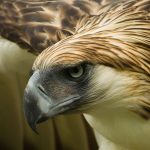 Philippine Eagle Translocation Project