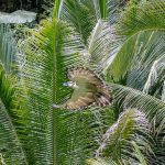 Philippine Eagle Translocation Project