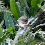 Philippine Eagle Translocation Project