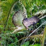 Philippine Eagle Translocation Project