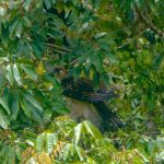 Philippine Eagle Translocation Project