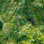 Philippine Eagle Translocation Project