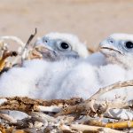 Preventing raptor electrocution at power lines in Mongolia