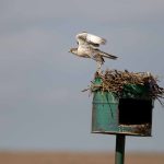 Preventing raptor electrocution at power lines in Mongolia