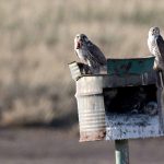 Preventing raptor electrocution at power lines in Mongolia